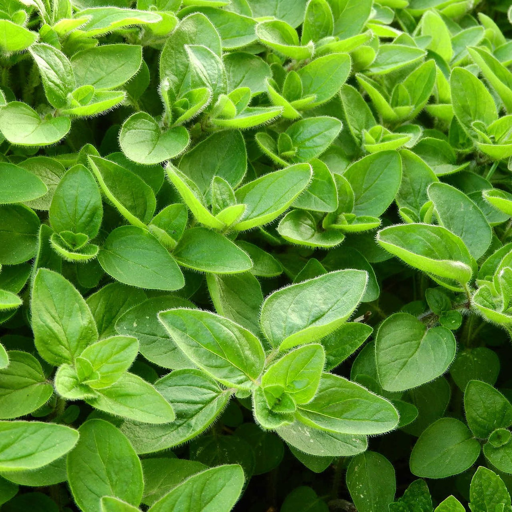 Marjoram