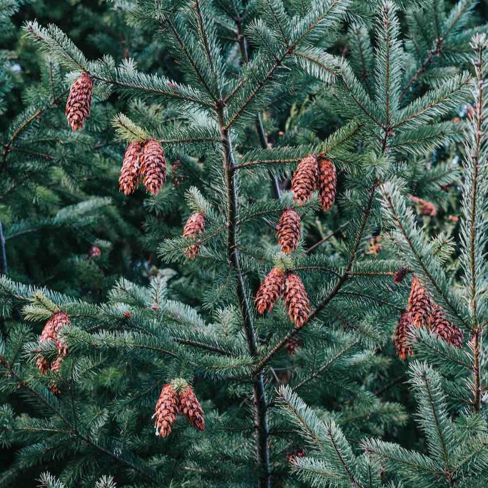 Spruce
